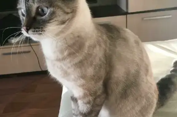 Потерянные животные Москва, фото: Пропала кошка Герда с Осташковской, 7 к3, Москва