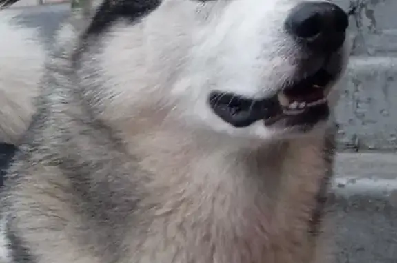 Собаки потеряшки, Санкт-Петербург, фото: Потеряшка собака возле магазина 