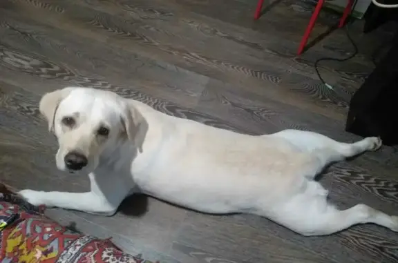 Потерянные животные Тверь, фото: Пропала собака в Твери, нужна помощь