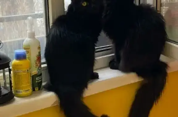 Кошки потеряшки, Москва, фото: Потеряшка кошка на Первомайской, 60, Москва.