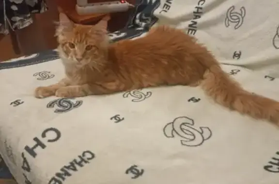 Кошки потеряшки, Новосибирск, фото: Потеряшка кот породы Мейн-кун по адресу 9-я Гвардейская Дивизия, 14.