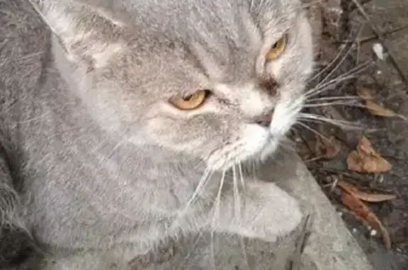 Найдена Шотландская кошка в Ростове на улице Ерёменко