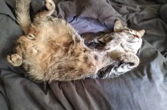 Кошки потеряшки, Новосибирск, фото: Потеряшка кошка на Золотодолинской улице, Новосибирск