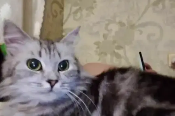 Кошки потеряшки, Альметьевск, фото: Потеряшка кошка на ул. Гафиатуллина, Альметьевск