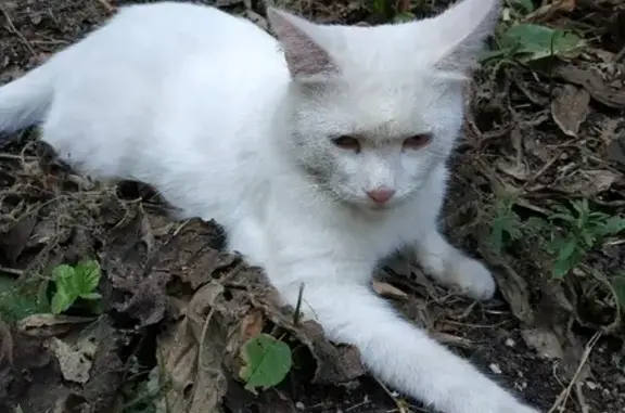 Найдена кошка, Москва, фото: Найден белый кот на ул. Маршала Неделина 22, Москва