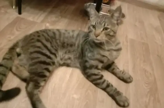 Найдена кошка похожая на Мейн куна на Новочеркасском бульваре, Москва