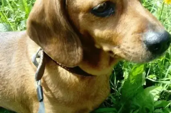 Собаки потеряшки, Санкт-Петербург, фото: Потеряшка собака на ул. Кржижановского, СПб