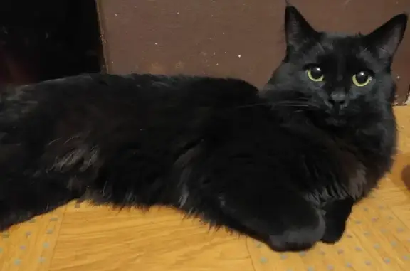 Кошки потеряшки, Пермь, фото: Потеряшка кошка Пушок на Уфимской ул. 24