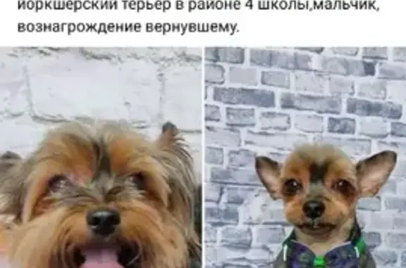 Пропала собака на Первомайской улице, Белореченск