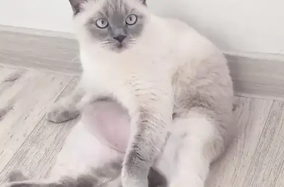 Объявления о пропавших и найденных животных, Коряжма, фото: Пропал кот шотландец, д.47 пр.Ленина, Коряжма