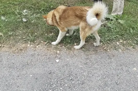 Пропала собака Арчи на ул. Жилина, 11, Полевской
