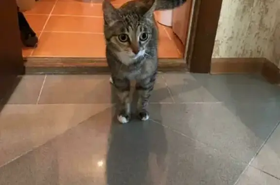 Кошки потеряшки, Казань, фото: Потеряшка кошка с Ленинградской улицы, Казань