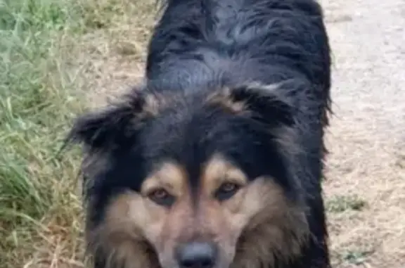 Собаки потеряшки, , фото: Потеряшка собака в Павловском посаде, контакты в тексте