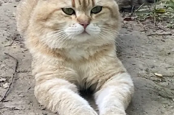 Кошки потеряшки, Бяково, фото: Потеряшка кошка Пиня на Строкинской улице