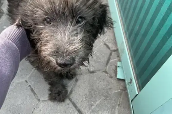Найдена собака на Озерновской Косе