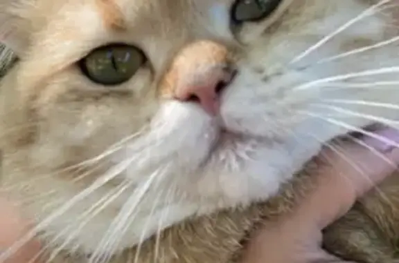 Кошки потеряшки, Бяково, фото: Потеряшка кошка на Строкинской, Бяково