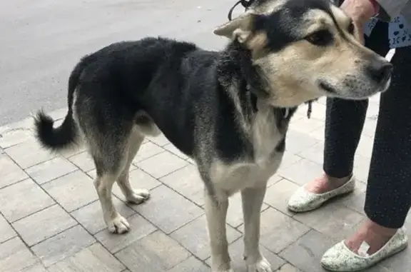 Найдена собака на Старопрегольской 18 в Калининграде