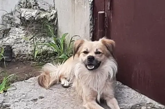 Собака найдена на Сочинской, 23 в Туапсе