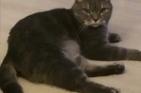 Пропала кошка серого мраморного окраса на Советской улице