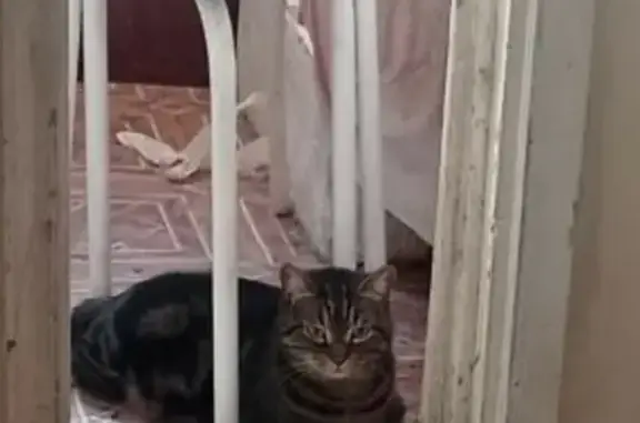 Кошки потеряшки, Новосибирск, фото: Потеряшка кот Люцифер на ул. Селезнёва, 37, Новосибирск