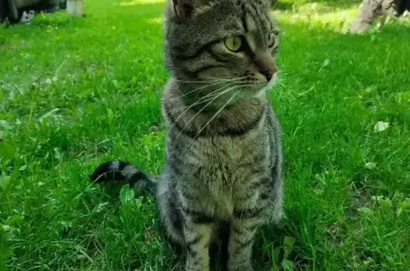 Кошки потеряшки, Москва, фото: Потеряшка кошка Гром на ул. Санникова 17, Москва