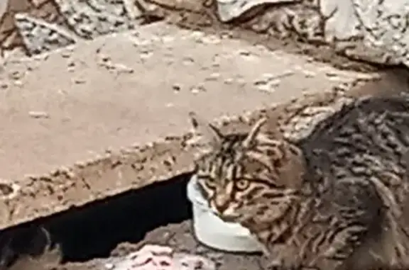 Найдена кошка и 4 котенка в Уфе, нужен дом