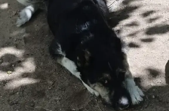 Потерянные животные Калининград, фото: Пропала собака на Батальной, 110 в Калининграде