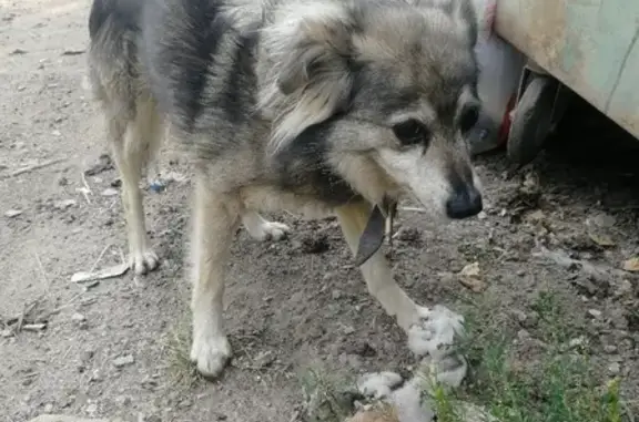 Собака найдена в Московской области, голодная и дружелюбная.