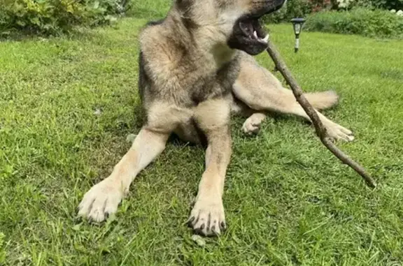 Найдена собака на Дороге Жизни, Борисова Грива.