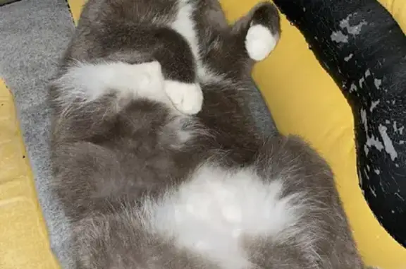 Кошки потеряшки, Москва, фото: Потеряшка кошка Йося, 46Н-02908, Ивановское.