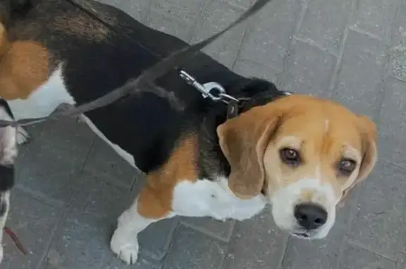 Пропала собака породы Бигль в Быстровке, НСО.