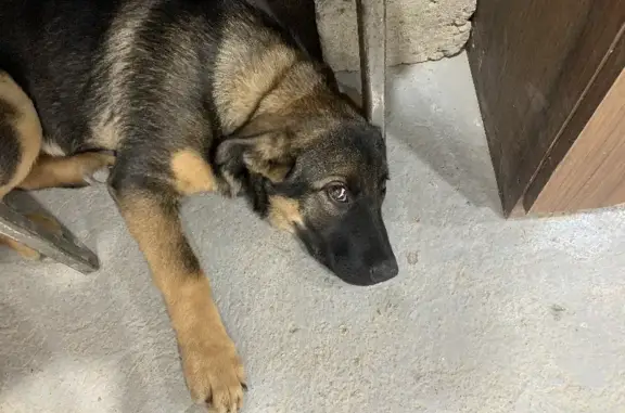 Собаки потеряшки, Москва, фото: Потеряшка собака Джесси, помесь дворняжки и овчарки, 46К-8241, Сухарево