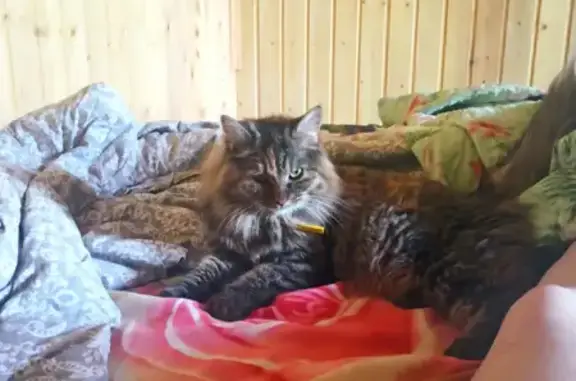 Кошки потеряшки, Москва, фото: Потеряшка кошка Вася с жёлтым ошейником в Ногинске