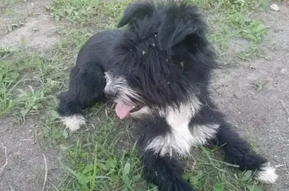 Найдена собака на Солнечной ул. в Озёрном