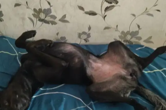 Собака найдена на улице Декабристов, Ангарск