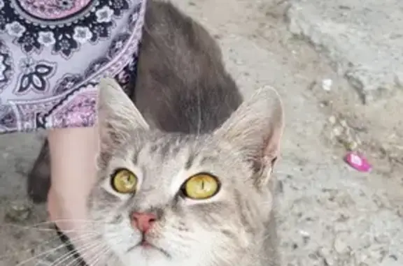 Найден котенок на Новоугличском шоссе, Сергиев Посад 🐱💕