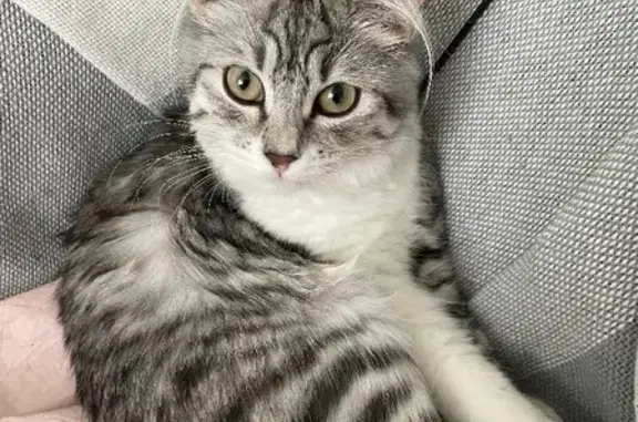 Кошки потеряшки, Москва, фото: Потеряшка кошка в Щукино, ул. Гамалеи, 6, кличка ШАНТИ