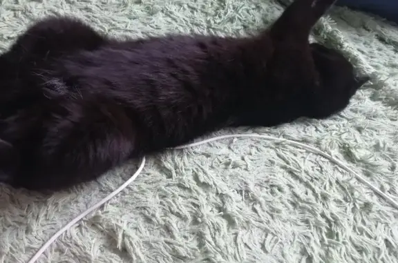 Кошки потеряшки, Москва, фото: Потеряшка кошка Кузя на Волжском бульваре, Москва