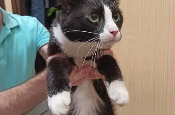 Найдена домашняя кошка на улице Земская, 5