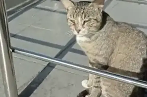 Найдена кошка на Муравской 1 (возле магазина цветов)