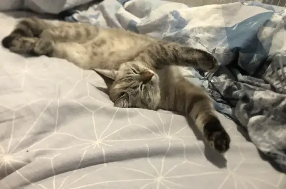 Кошки потеряшки, Набережные Челны, фото: Потеряшка кошка Цири, г. Набережные Челны