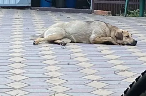 Собака найдена в Кочетовке, Тамбовская область