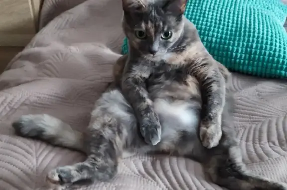 Кошки потеряшки, Смышляевка, фото: Потеряшка кошка в Смышляевке, черепахового окраса, 10 лет, без нижних клыков, стерилизована.