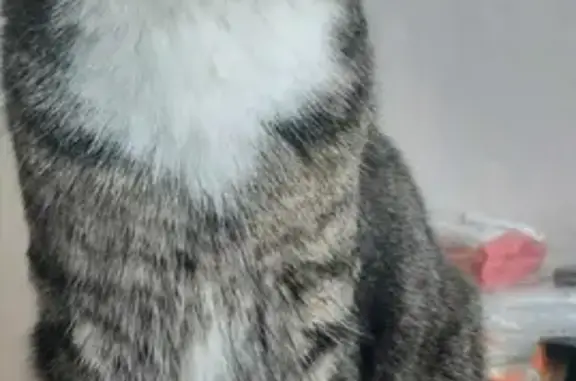 Кошки потеряшки, Тольятти, фото: Потеряшка кошка на бульваре Туполева, 15, Тольятти