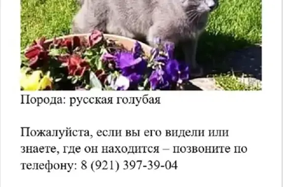 Пропала кошка на садовом участке в Колтушском сельском поселении, Ленинградская область