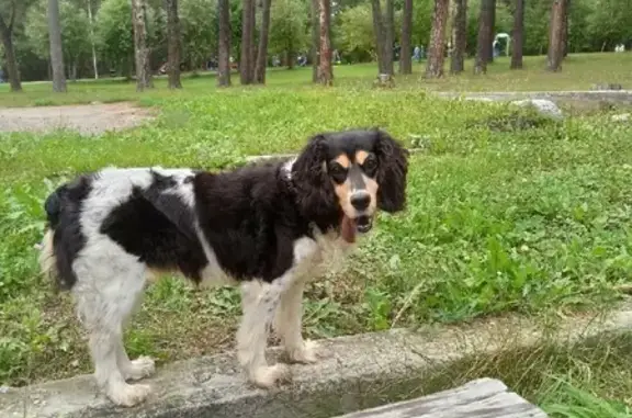 Пропала собака в Заельцовском парке, Новосибирск