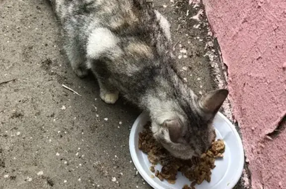 Найдена кошка на улице Чехова, 12 в Балашихе