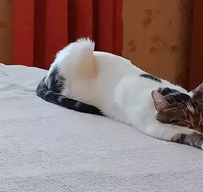 Кошки потеряшки, Новосибирск, фото: Потеряшка кошка на 2-й Прокопьевской, Новосибирск