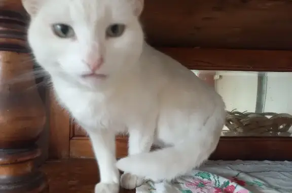 Найдена белая кошка в Солнечногорском районе