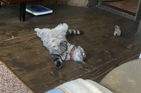 Объявления о пропавших и найденных животных, Москва, фото: Пропала кошка Сеня на Каширском шоссе